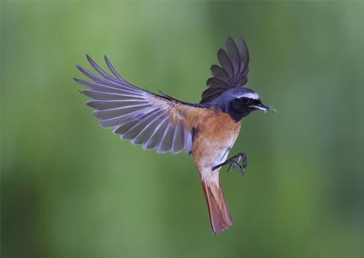 鳥(niǎo)情探測(cè)系統(tǒng)
